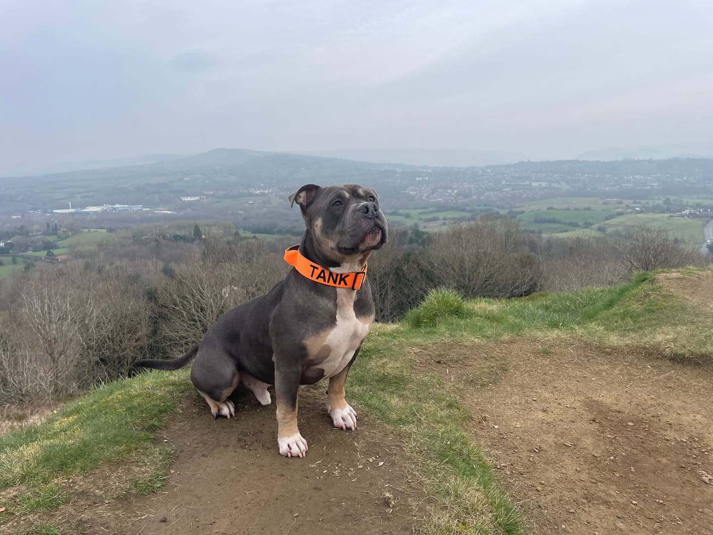 Customer photo review of 4cm Combat® Collar | Handle & Rated Clip - Orange