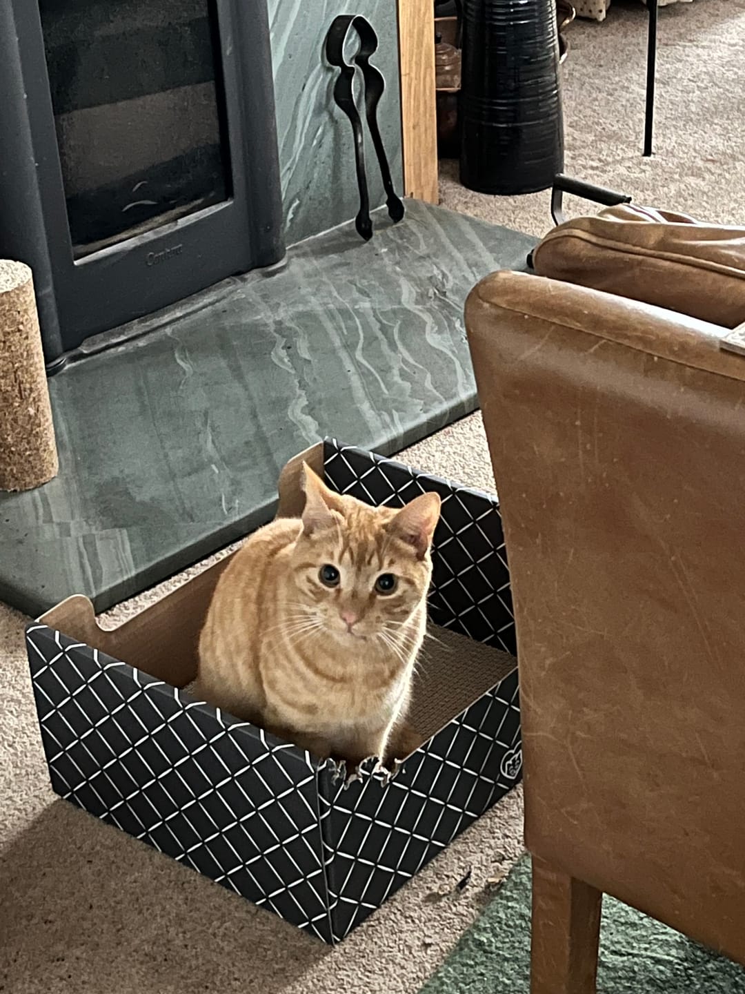 Customer photo review of Hide & Scratch Extra-Large Cat Scratcher Box