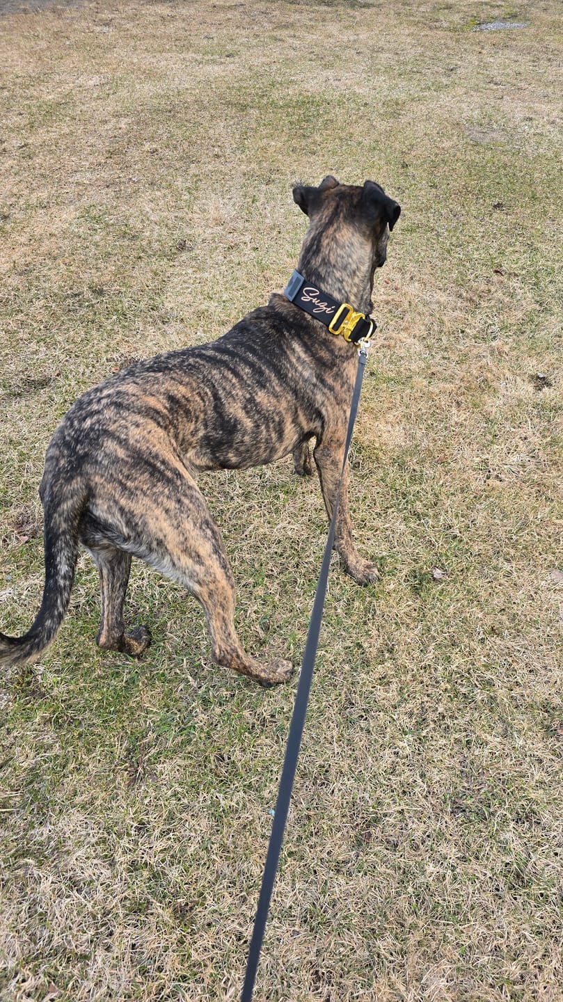 Customer photo review of 2" Tacti Luxe Dog Collar - Gold Noir