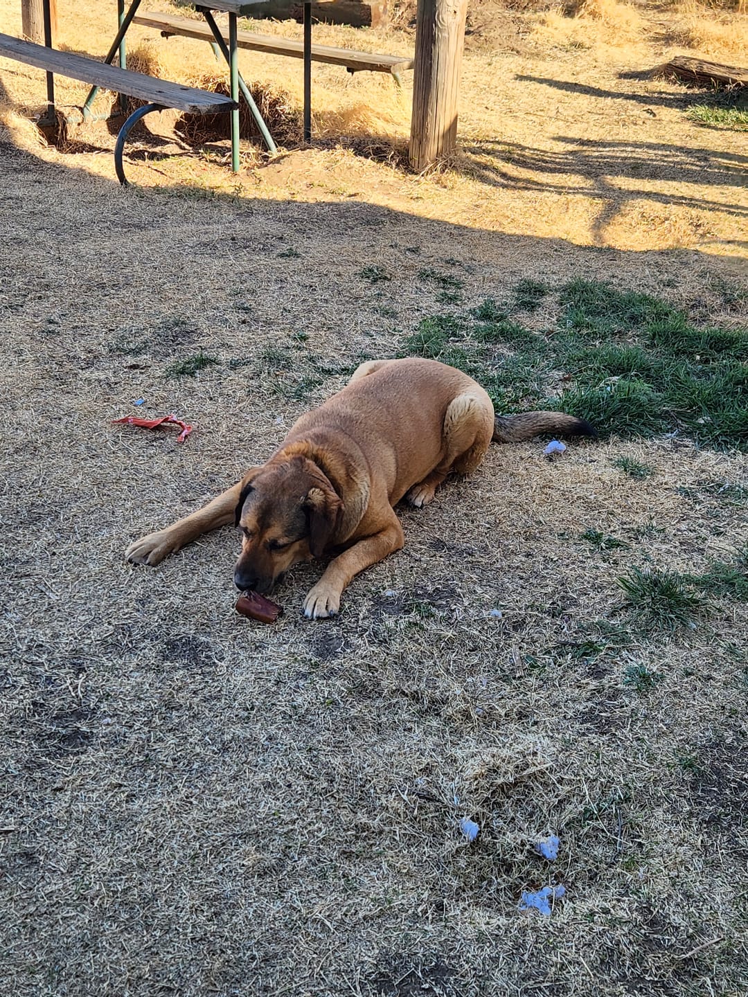Customer photo review of Pig Ears