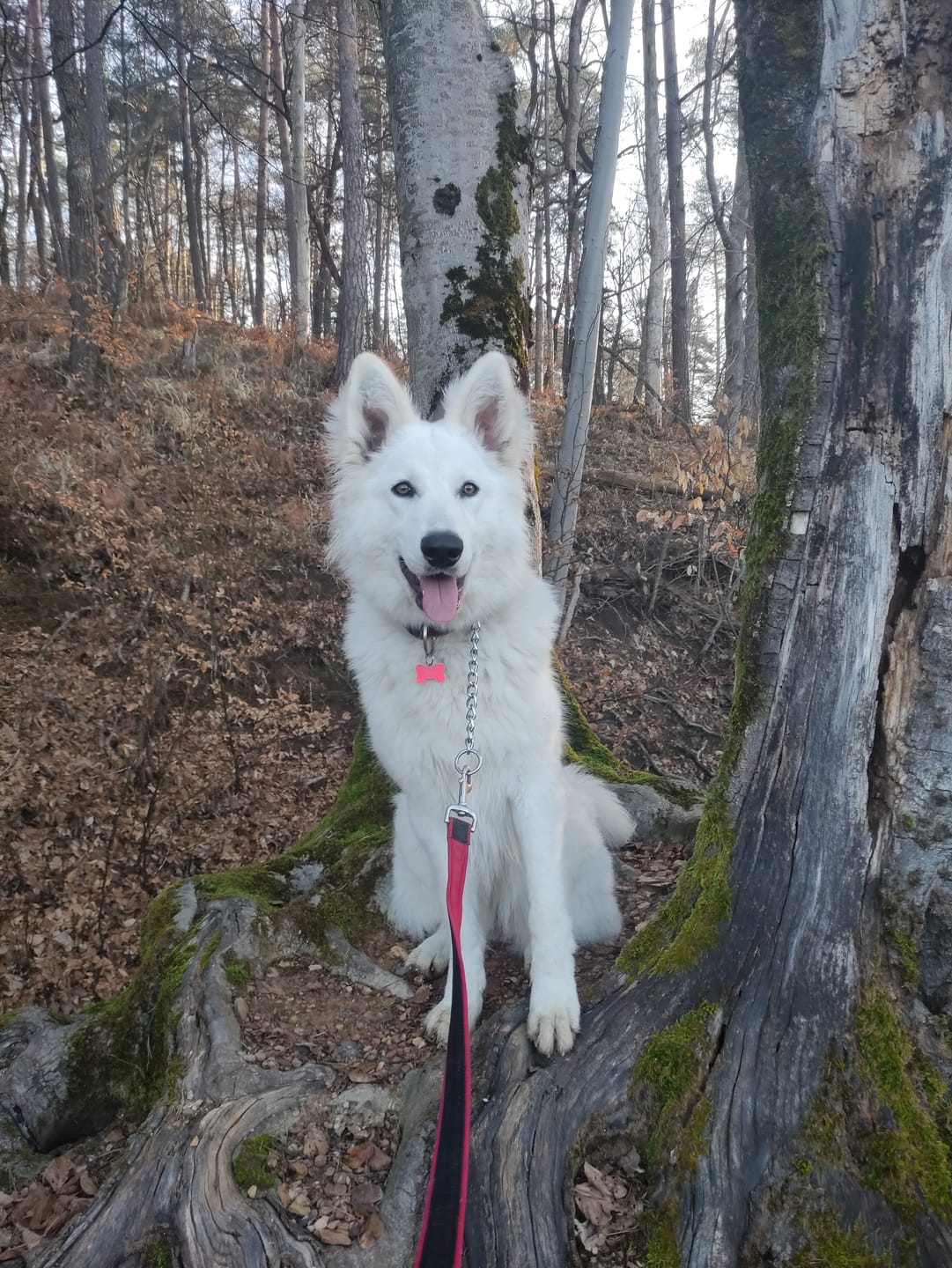 Customer photo review of Bert & Hugo Ritual 5.5 — Znanost za tačke in trebušček