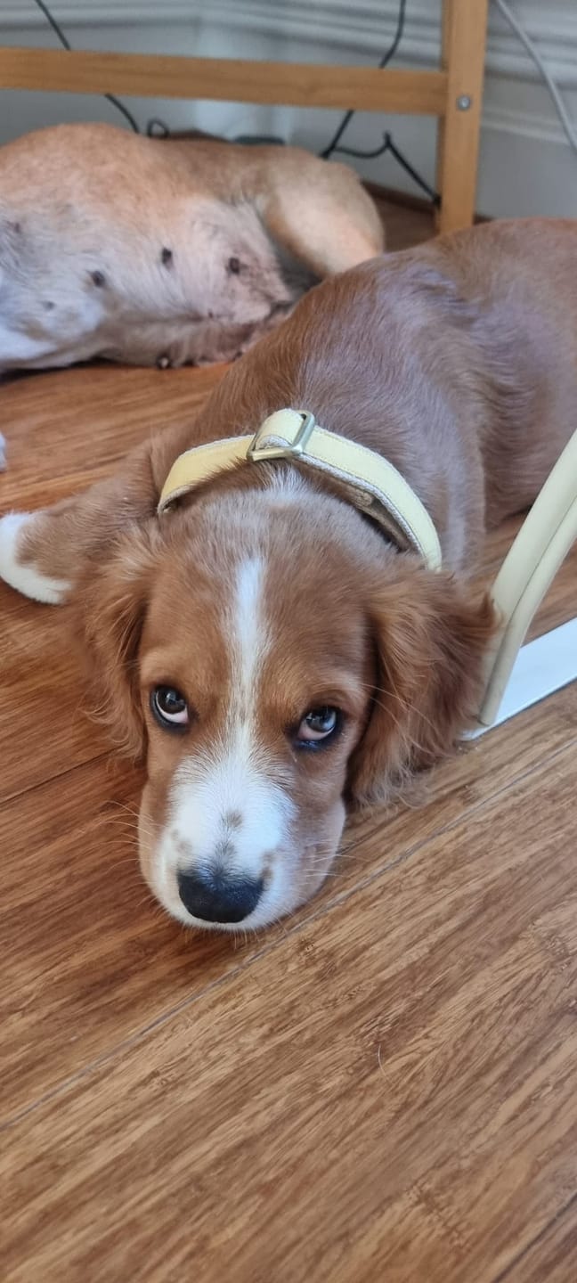 Customer photo review of Hemp & Organic Cotton Dog Collar ~ Butter