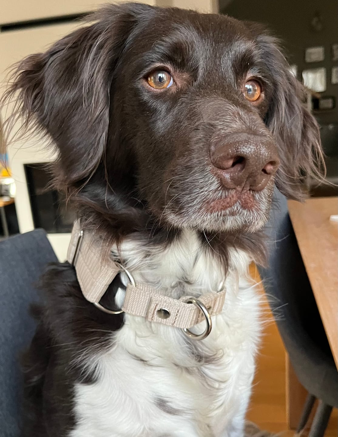Customer photo review of Szeroka obroża półzaciskowa - Martingale Khaki