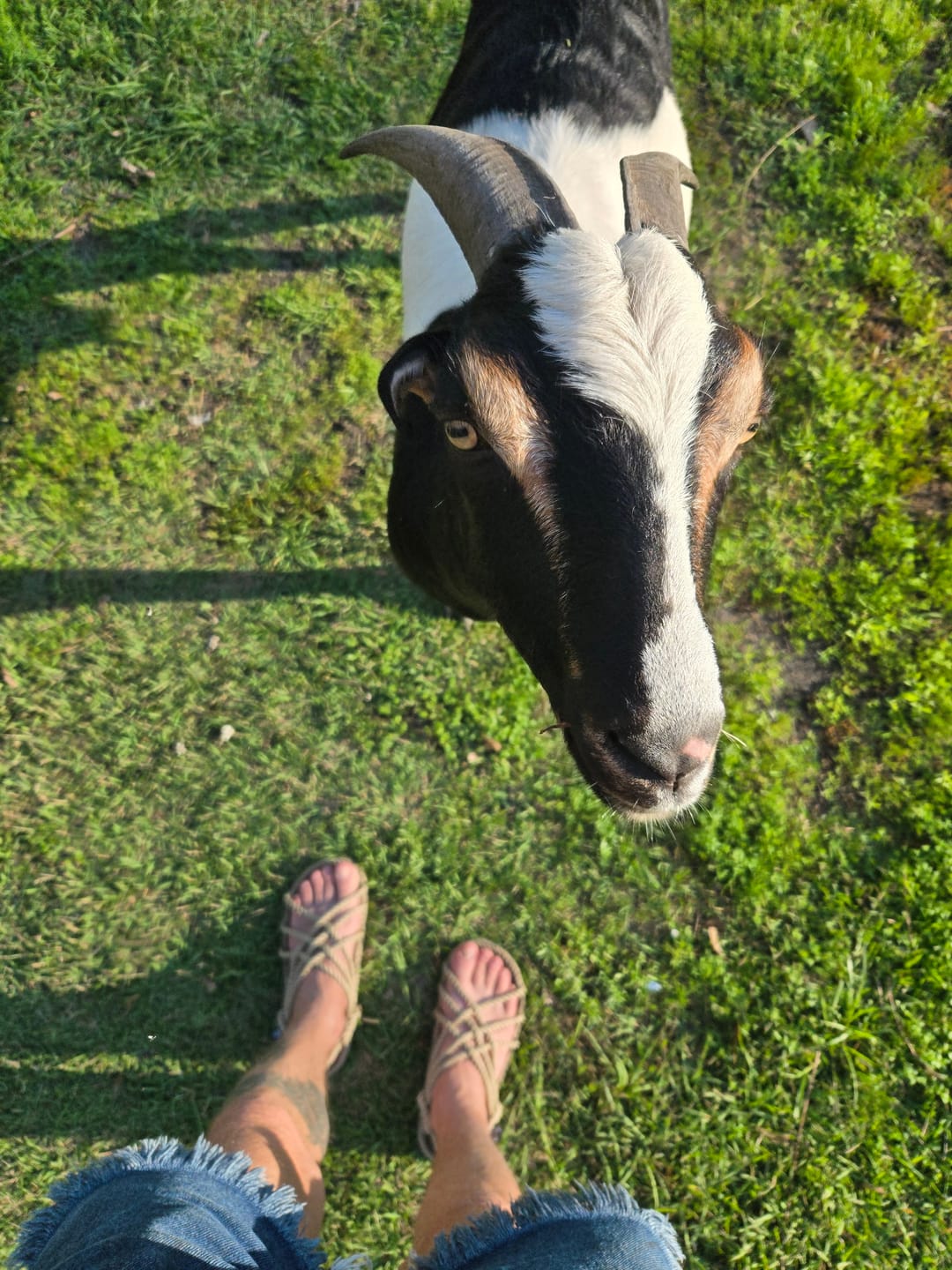 Customer photo review of JC - Camel
