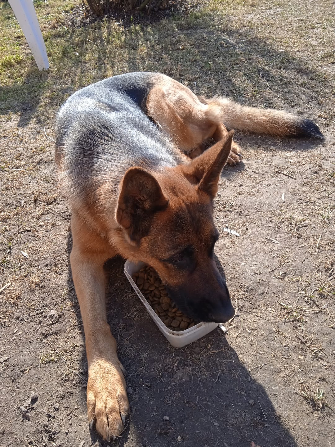 Customer photo review of Active VetDiet Echo suņiem