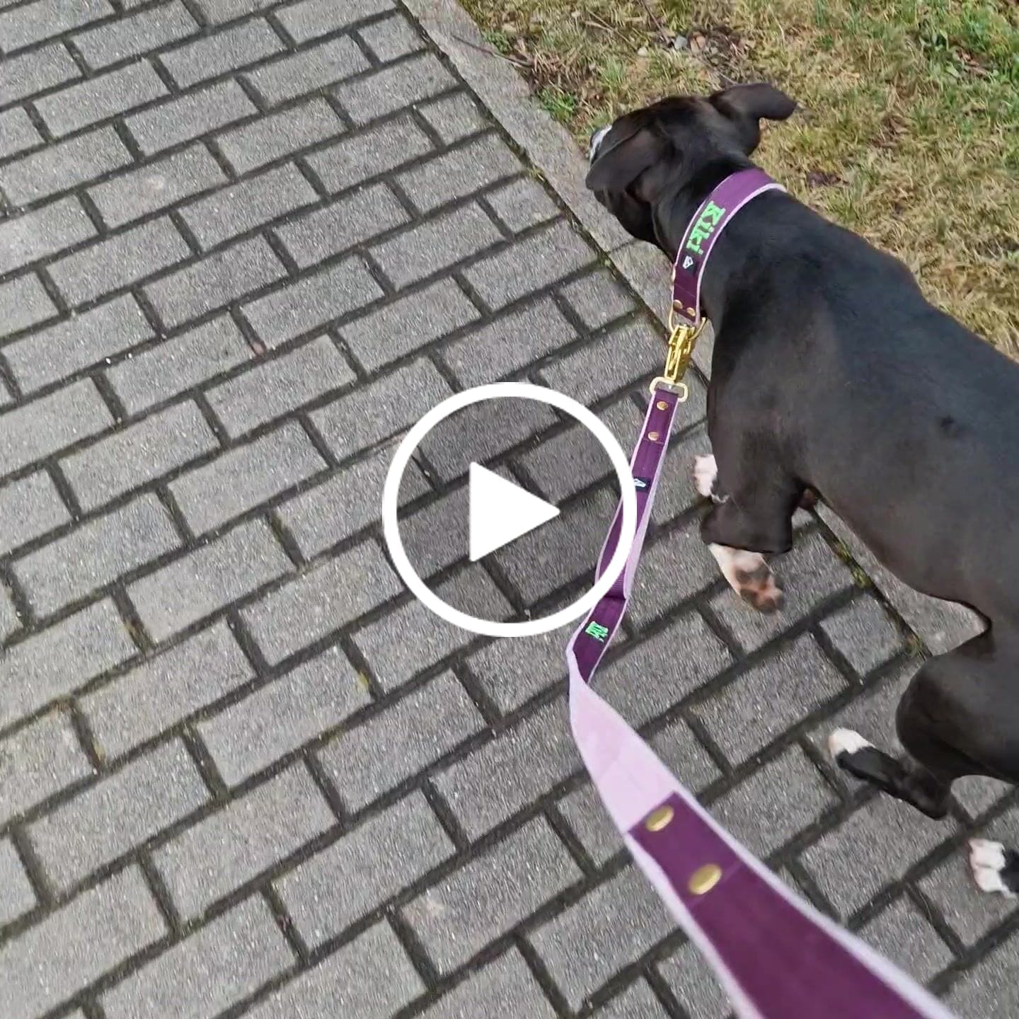 Customer video review of Hundkoppel med namn