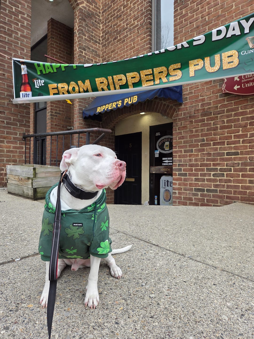 Customer photo review of St. Paddy's Dog Hoodies (Limited Edition)