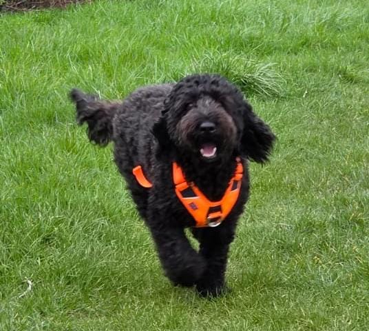 Customer photo review of Anti Pull Hurricane Harness Lighter | With Handle - Orange