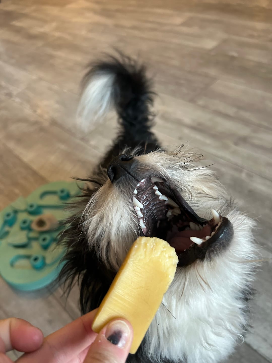 Customer photo review of Himalayan Yak Chew Flavor Pack