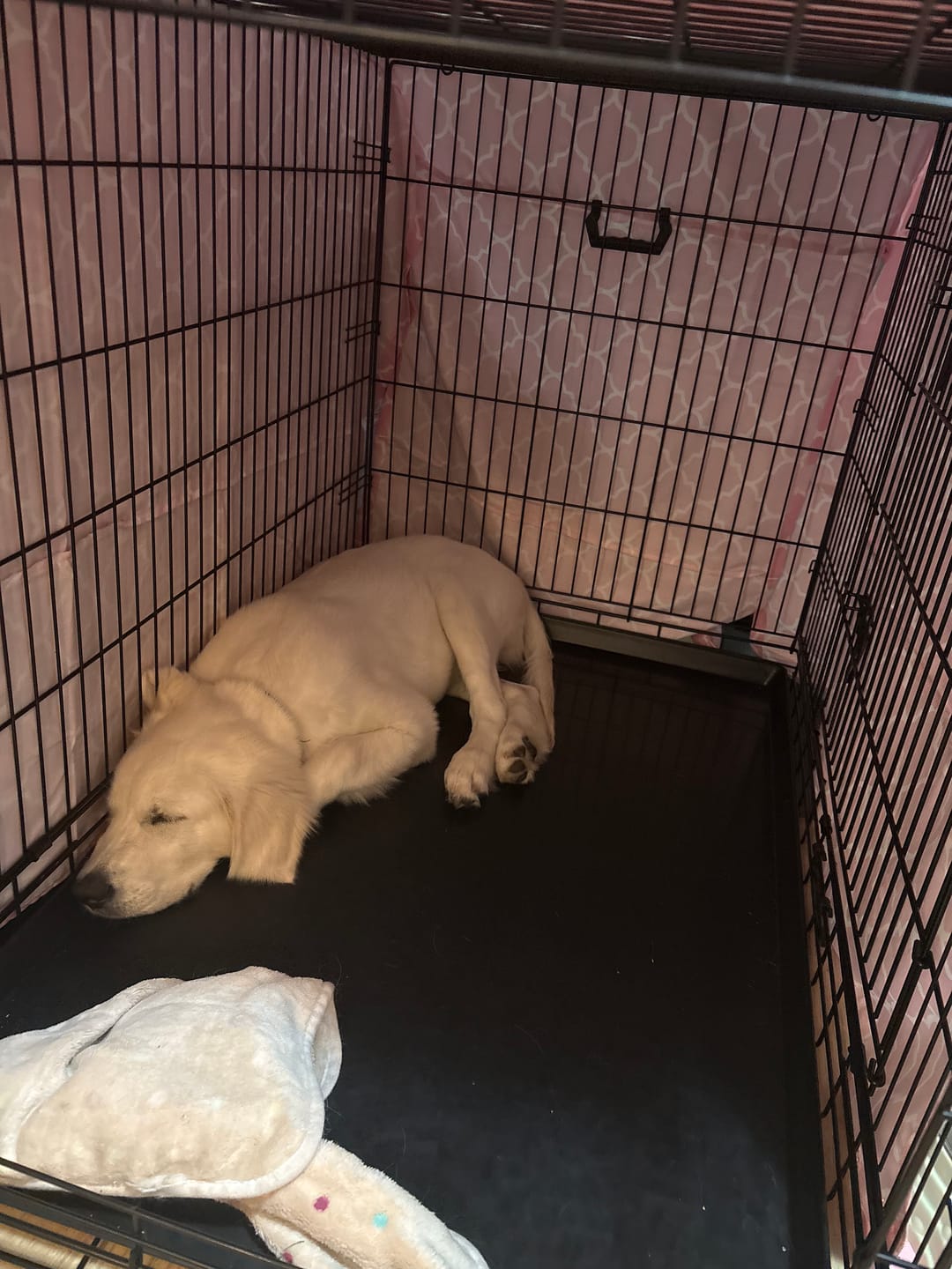 Customer photo review of Kangaroo Dog Crate Mat