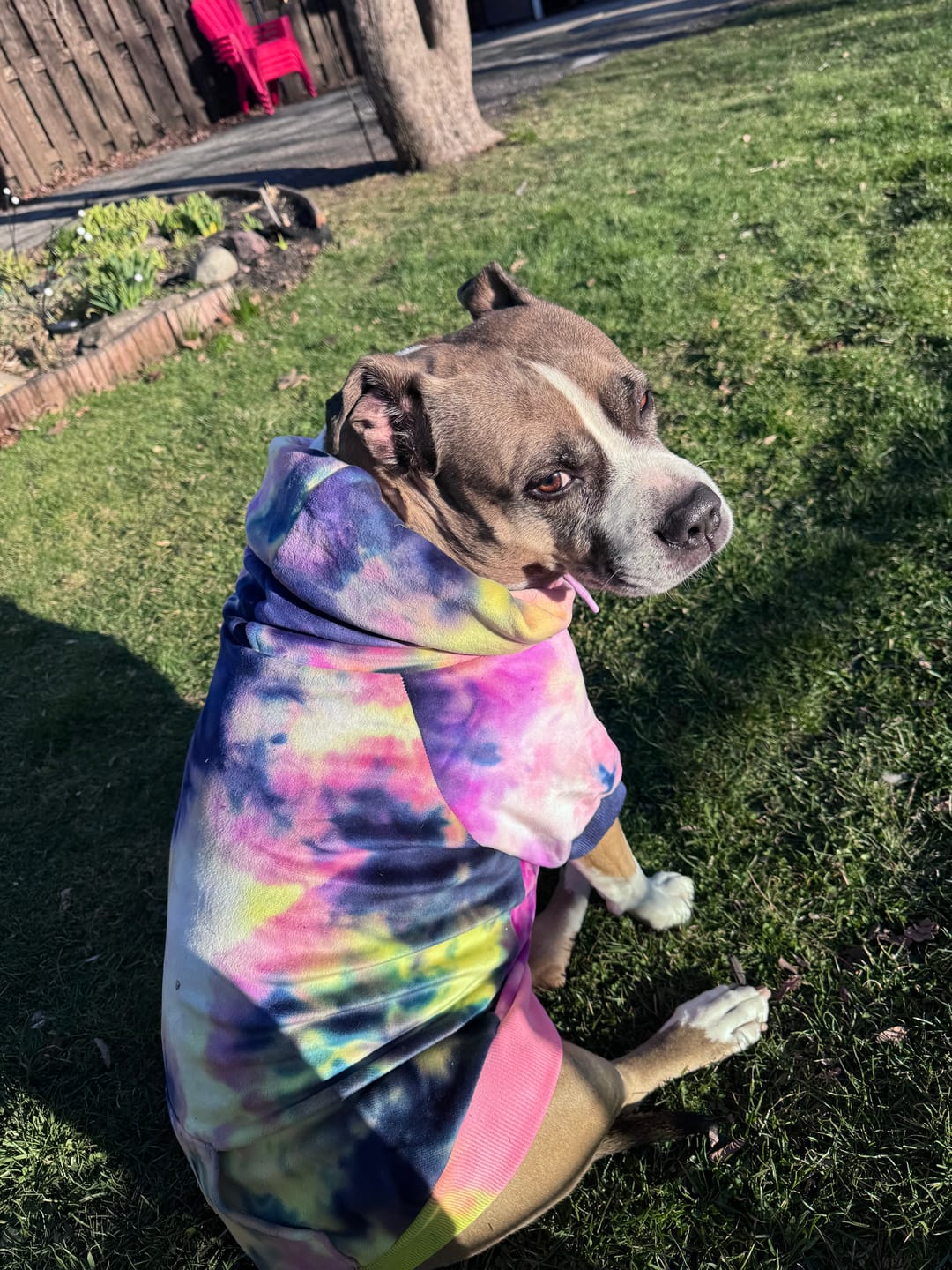 Customer photo review of Velvet Dog Hoodie - Berry Lemonade