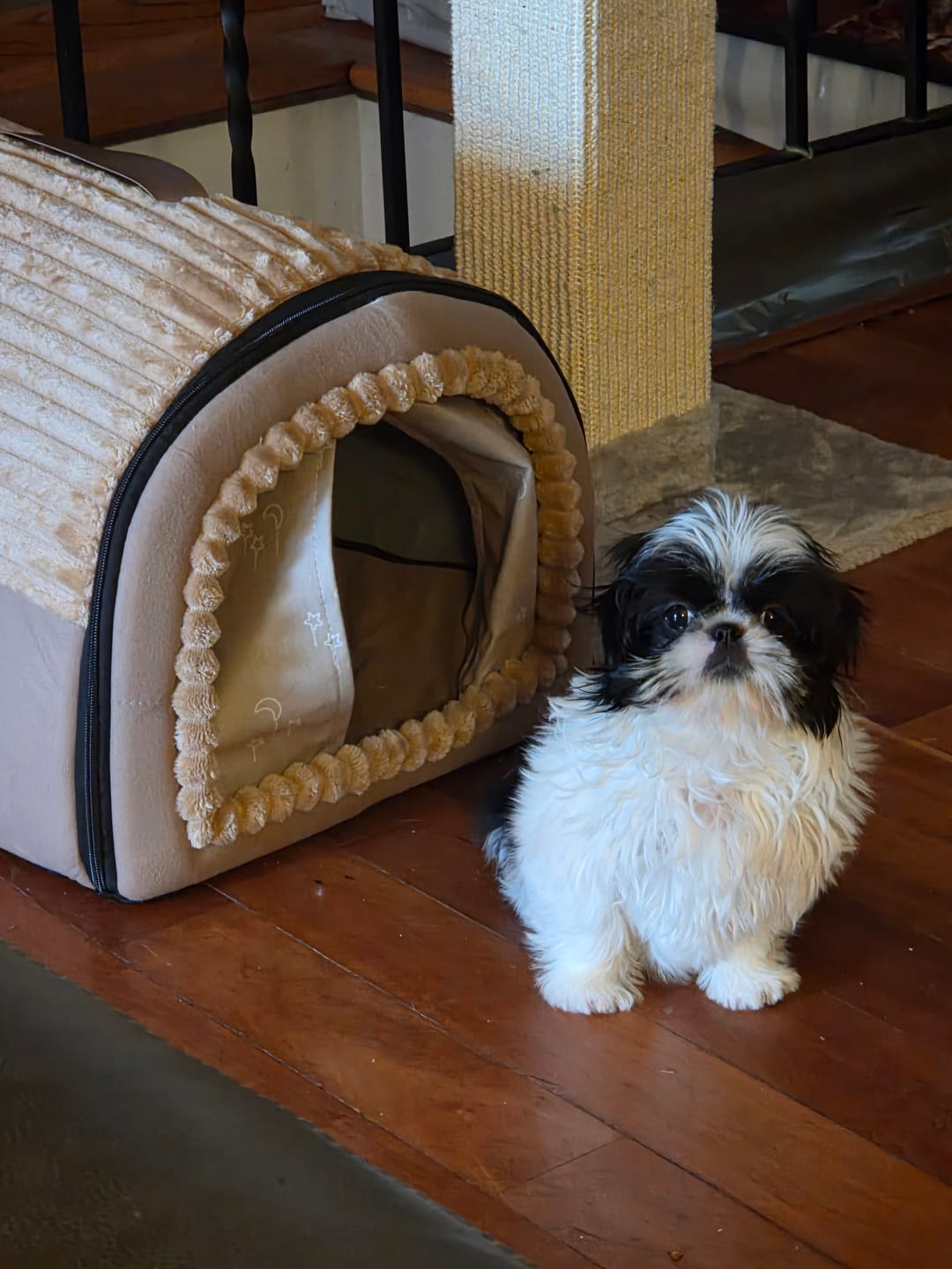 Customer photo review of The Cozy Cottage Pet Bed – A Snug Home for Your Furry Friend