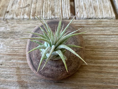 Customer photo review of Wholesale Ionantha Guatemala Small  (Minimum Order 10)