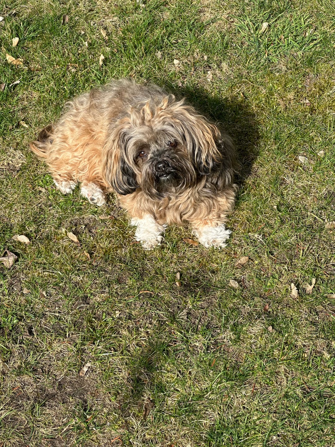 Customer photo review of Wurmtest Pro Hund