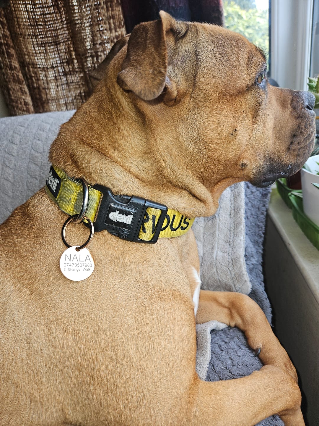 Customer photo review of Dog ID Tag - Rose Gold (With Gift Box)
