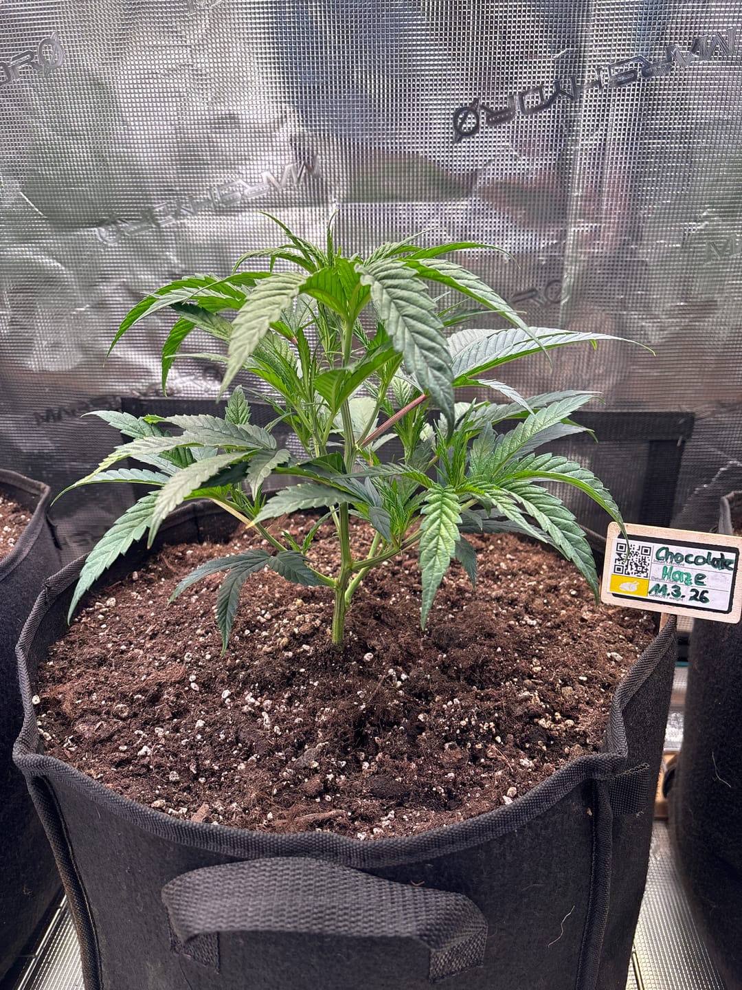 Customer photo review of Hanfstecklinge | Chocolate Haze