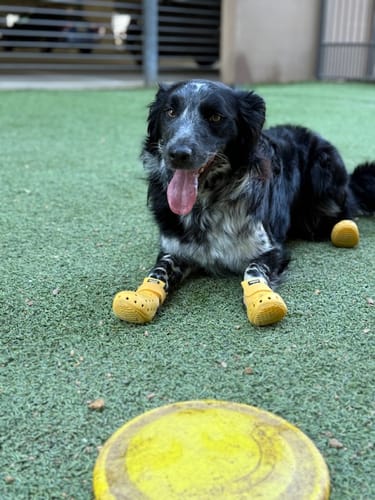 Customer photo review of WagWellies® Mojave