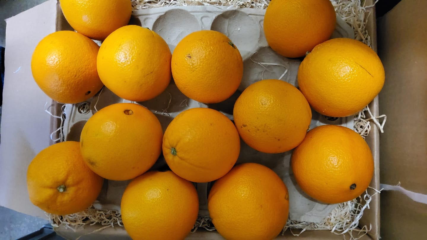 Customer photo review of Orangen „Merlin“ Bio von Apostolis Kreta 4kg Box