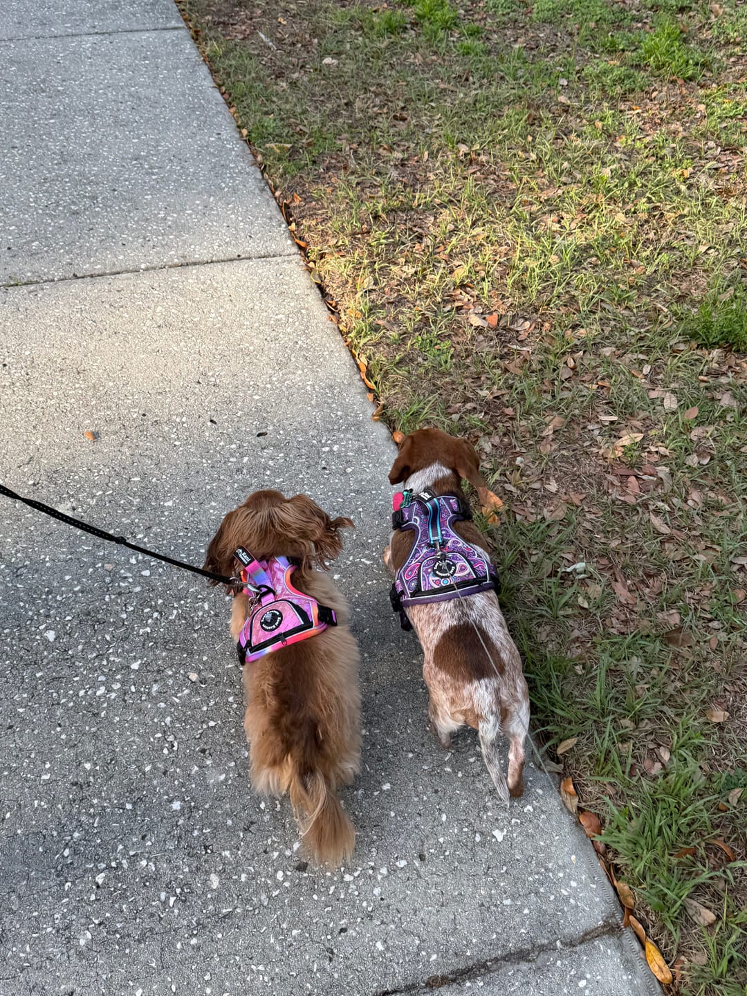 Customer photo review of Fuchsia Meadows - Adventure Leather Harness