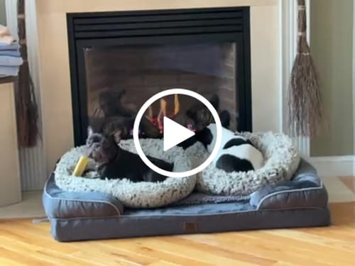 Customer video review of Long-Lasting Yak Chews — 6 Flavor Pack