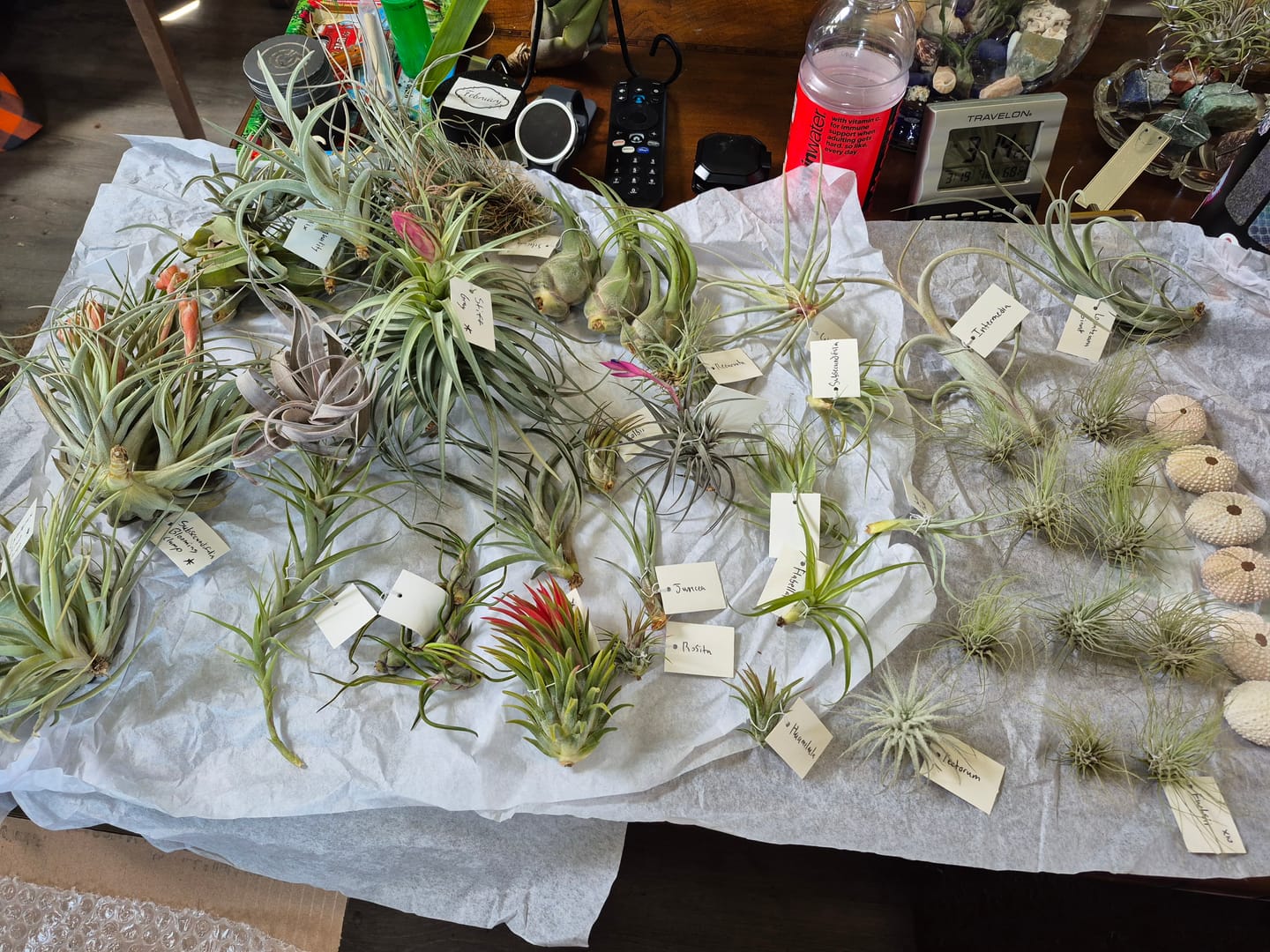 Customer photo review of Wholesale Butzii Small  (Minimum Order 10)