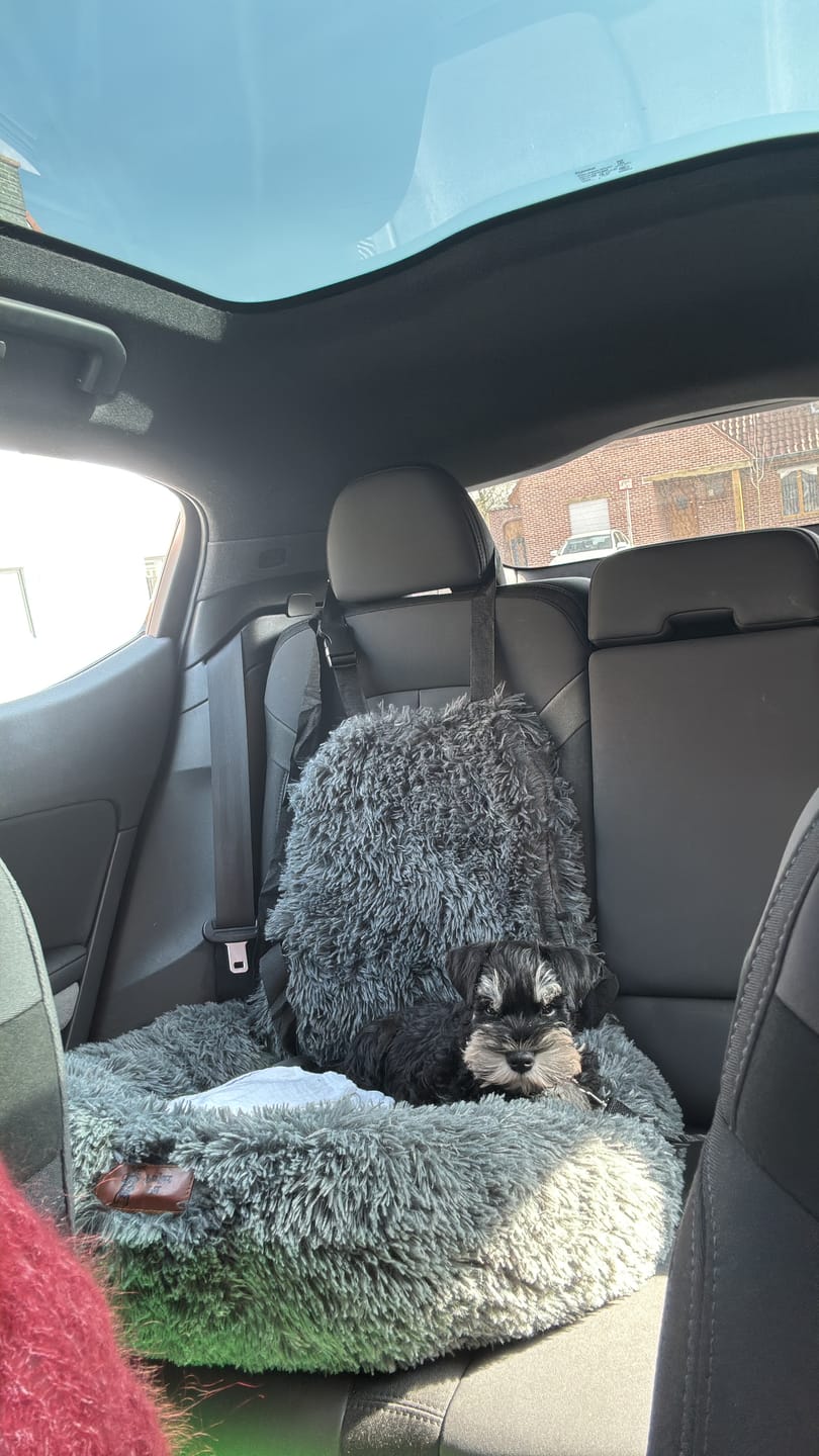 Customer photo review of Fluffy Autostoel (2-in-1)