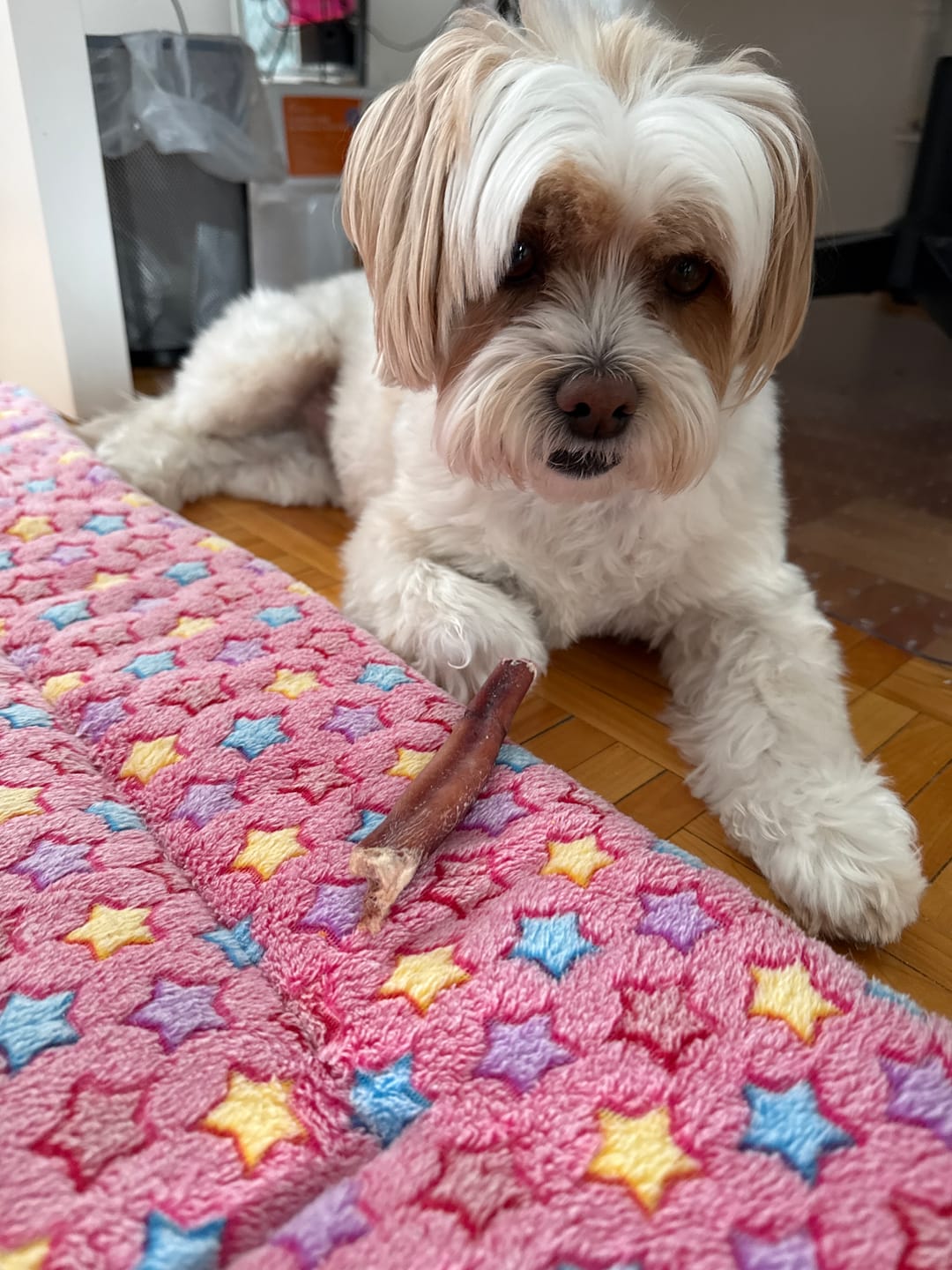Customer photo review of 6 Inch Standard Bully Stick