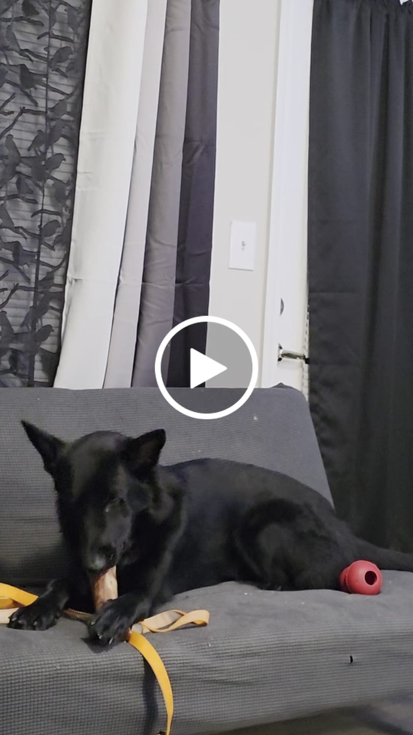 Customer video review of Large Dog Valentine's Day Love Bundle II (4x 5oz Jerky Bags + 4x LARGE Smoked Marrow Bones)