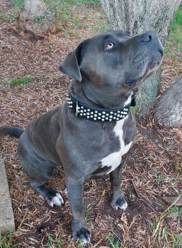 Customer photo review of Hand Made Leather Dog Collar - Imperial Black & Chrome (Wide Fit)