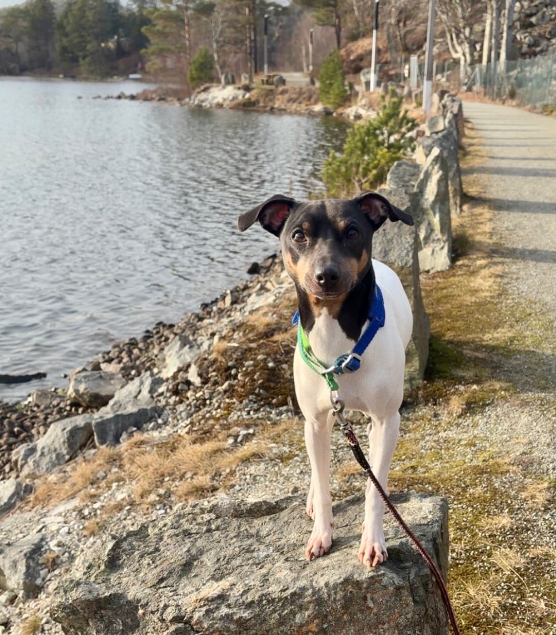 Customer photo review of Cushioned Martingale Collar - Lime Wave