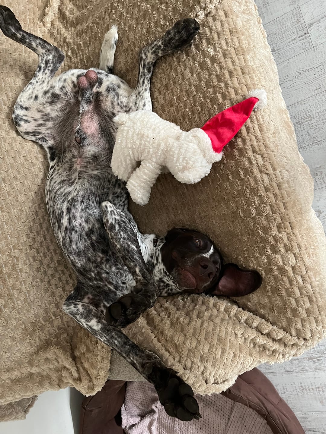 Customer photo review of Total Calm Powder For Dogs