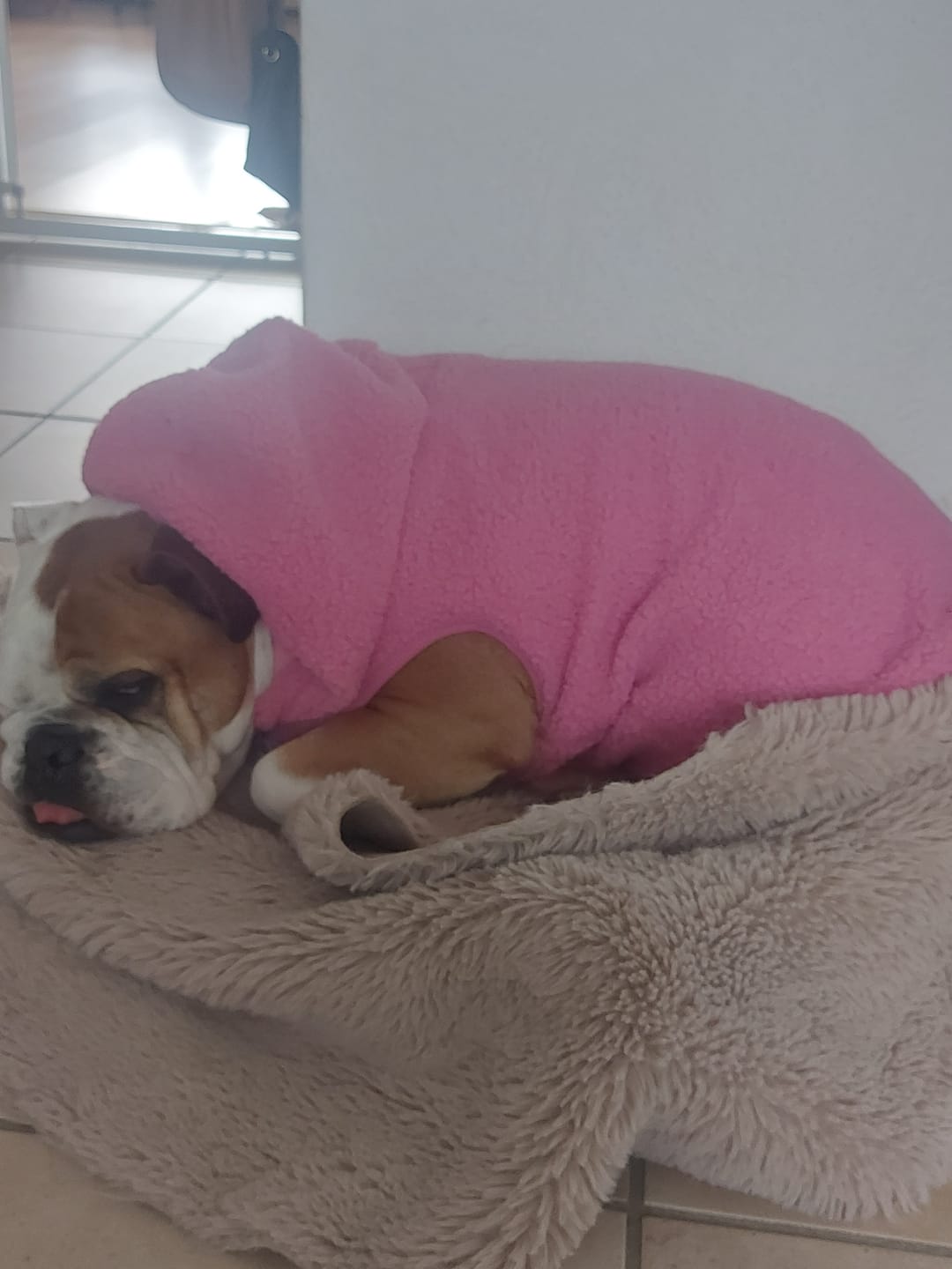 Customer photo review of Teddy Sherpa Dog Jacket - Dark Pink