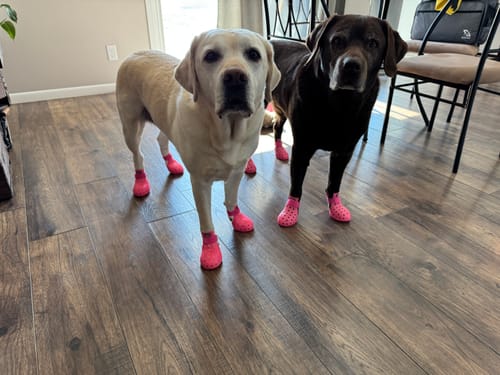 Customer photo review of WagWellies® Mojave