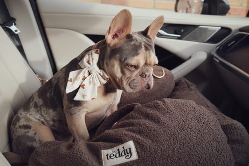 Customer photo review of Chocolate | The Cosy Car Seat