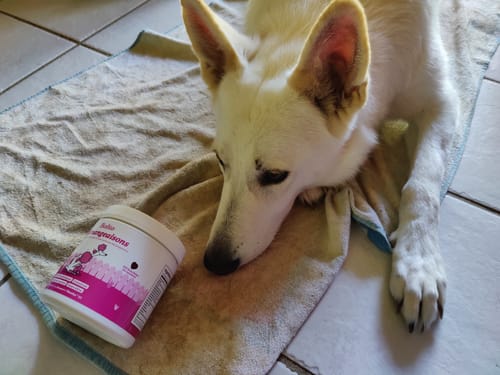 Chien blanc d'un client, couché à côté du pot de Complément démangeaisons.