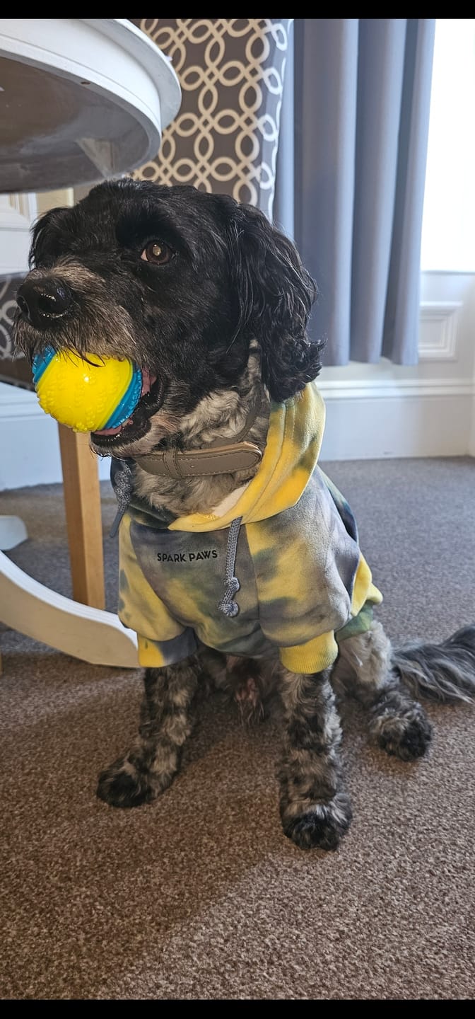 Customer photo review of Velvet Dog Hoodies