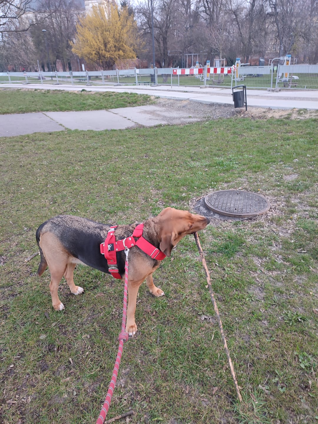 Customer photo review of Szelki z szybką klamrą - Easy Walk Extreme Czerwone
