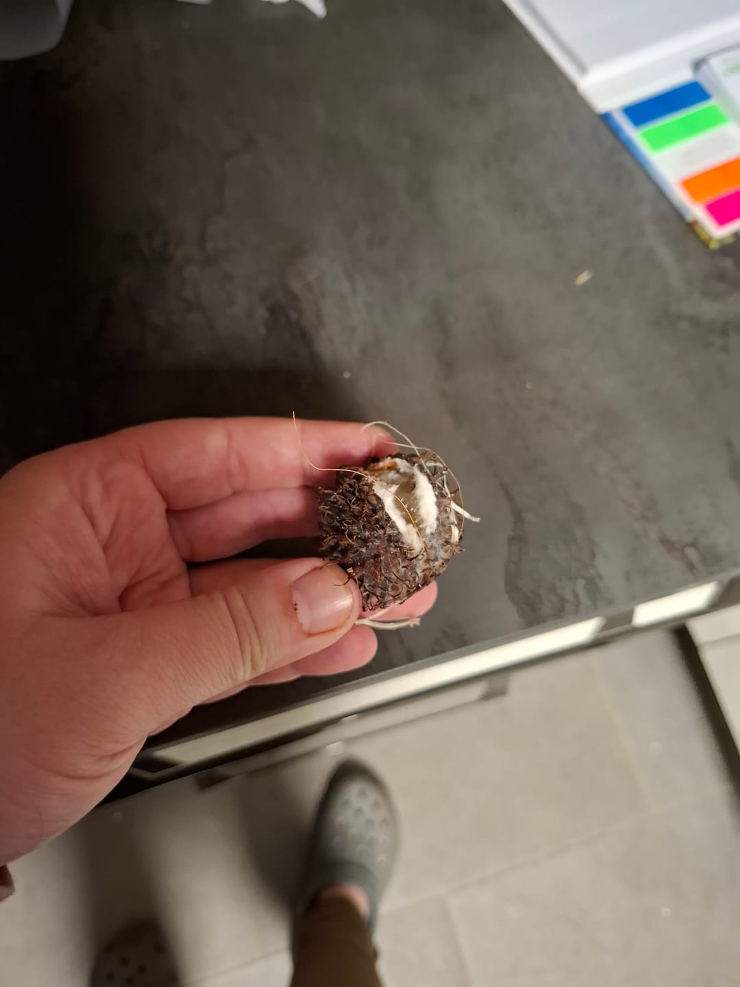 Customer photo review of Tropen-Weltreise Exotenbox