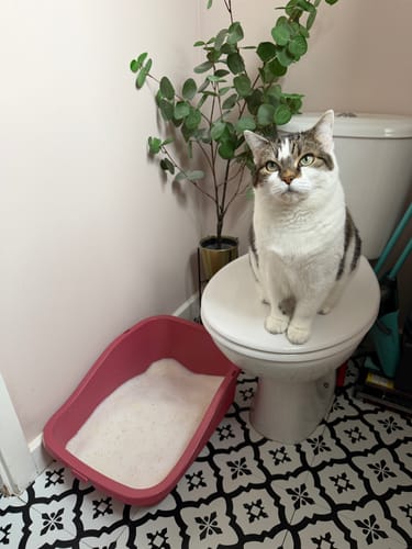 Customer photo review of 1 Month Supply – 1 Cat