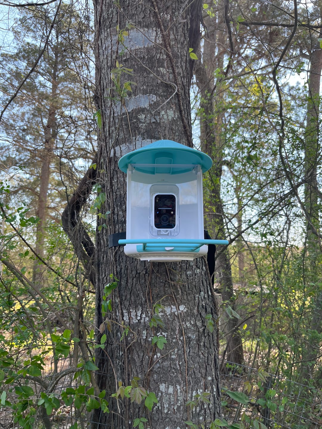 Customer photo review of Birdfy Feeder with Solar Panel - Solar-Powered Smart Bird Feeder with Camera