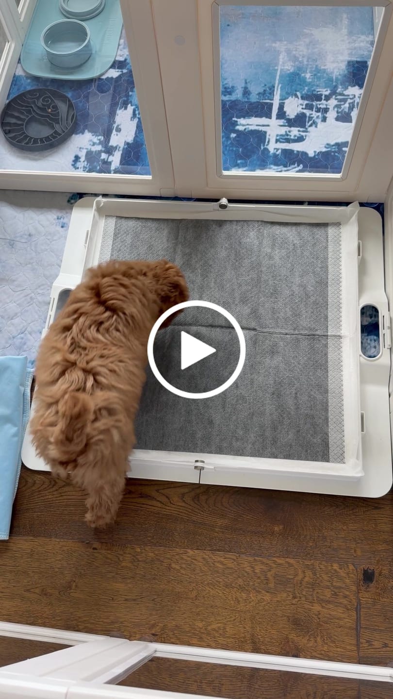 Customer video review of Pee PAWD® Pee Pad holder