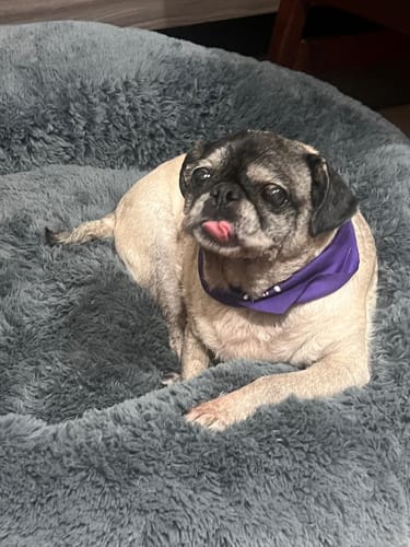El pug de un cliente acostado en la suave Cama Antiestrés para Perros de color gris.