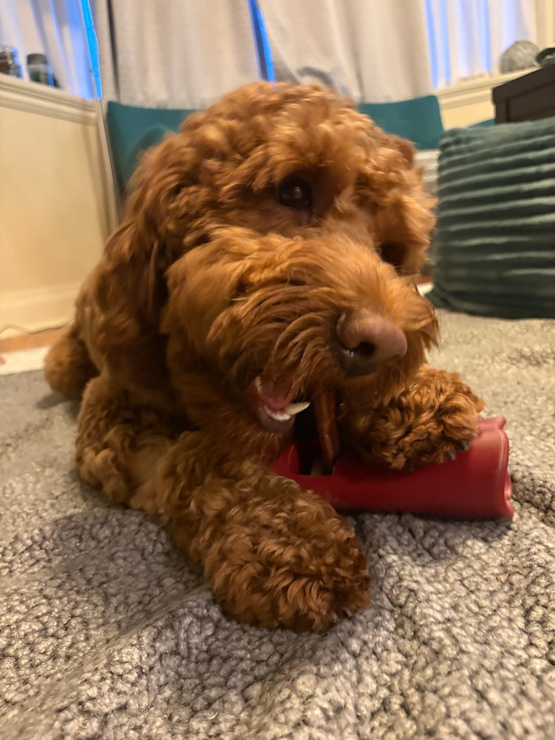 Customer photo review of 5-6 Inch Champion Chew