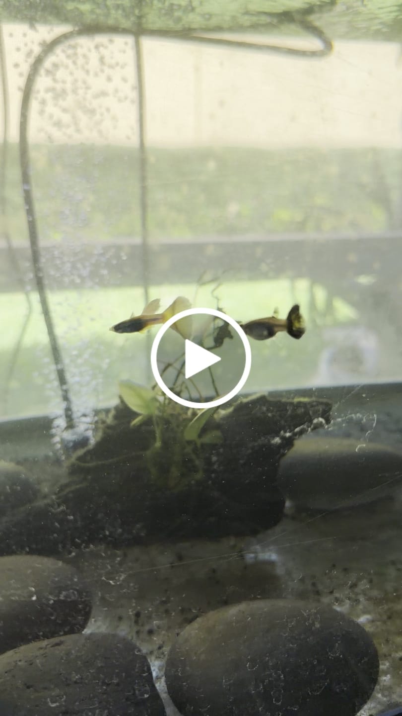 Customer video review of Half Black Blue Guppy Fish