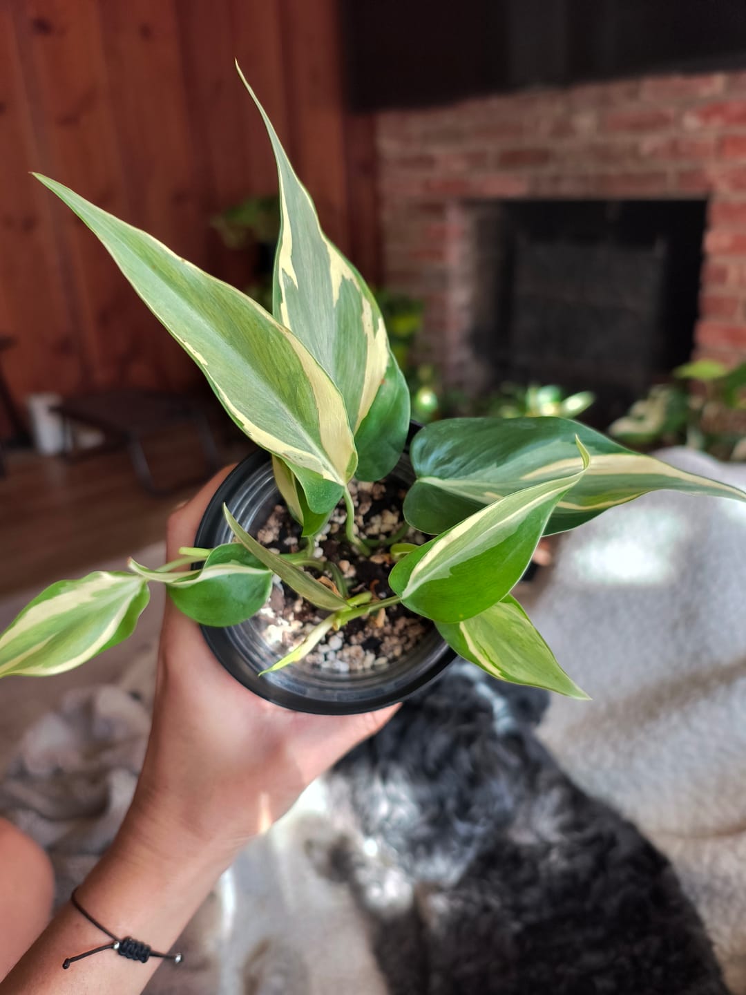 Customer photo review of Philodendron hederaceum 'Rio' - 3"