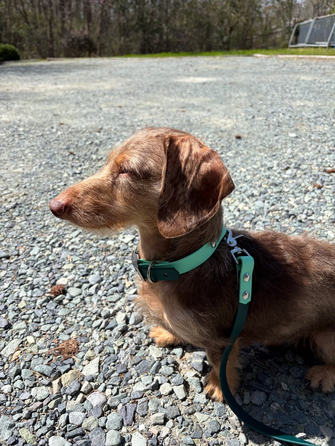 Customer photo review of Waterproof Two-Tone Dog Collar & Multi-Way Leash Set | Built with BioThane®