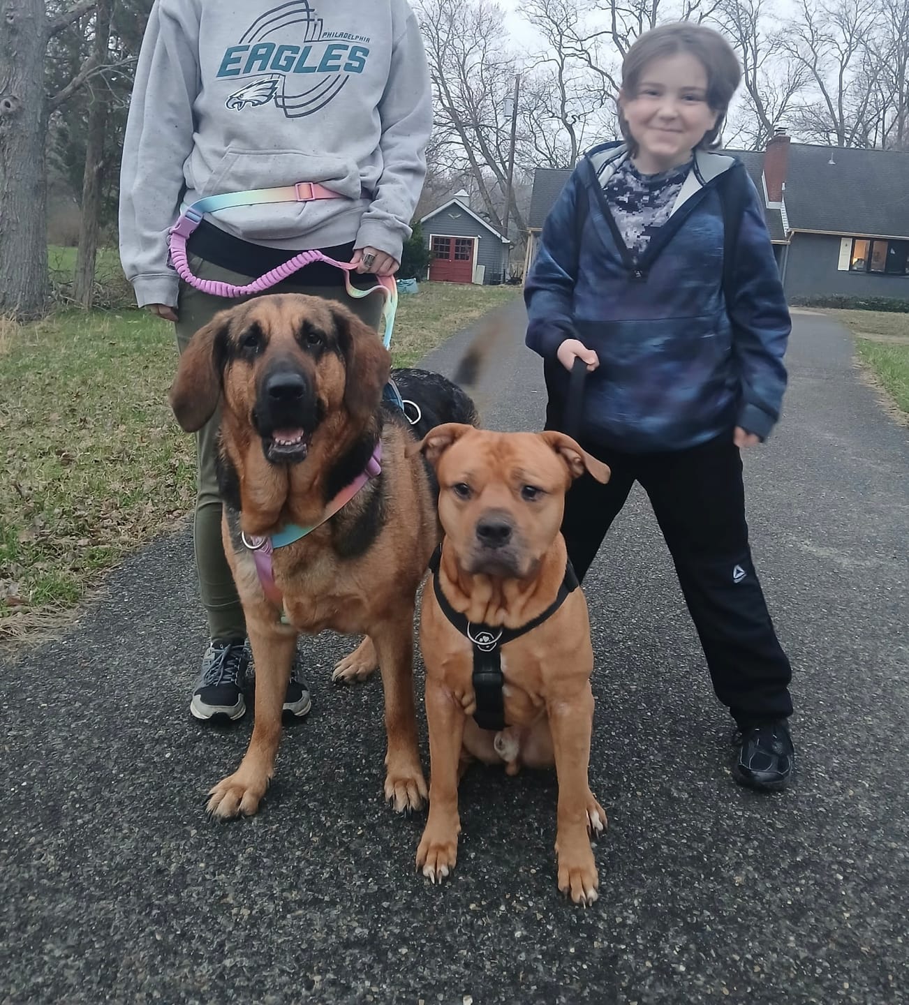 Customer photo review of Multipurpose Seatbelt Handsfree Leash & Poop Bag Holder Set