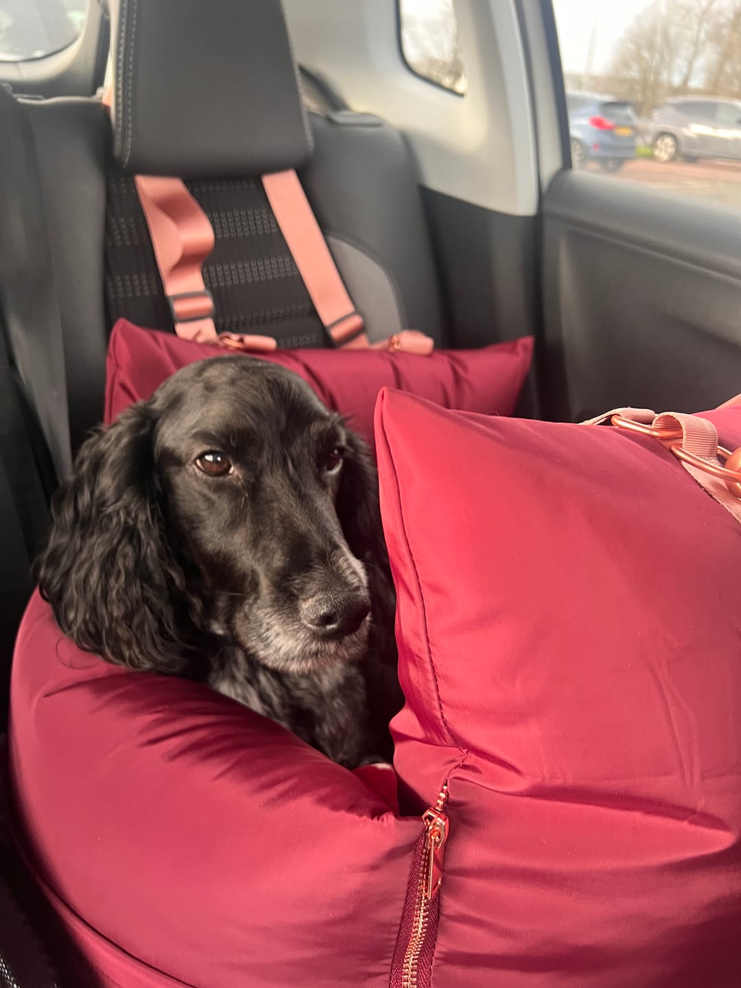 Customer photo review of Travel Dog Pod - Rosewood