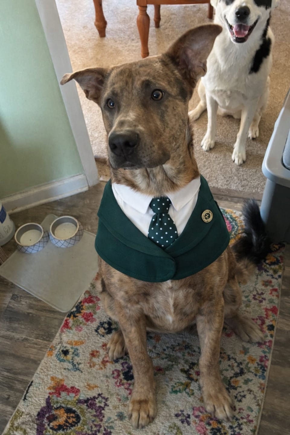 Customer photo review of Windsor – Burgundy & Green Dog Suit | Elegant Outfit