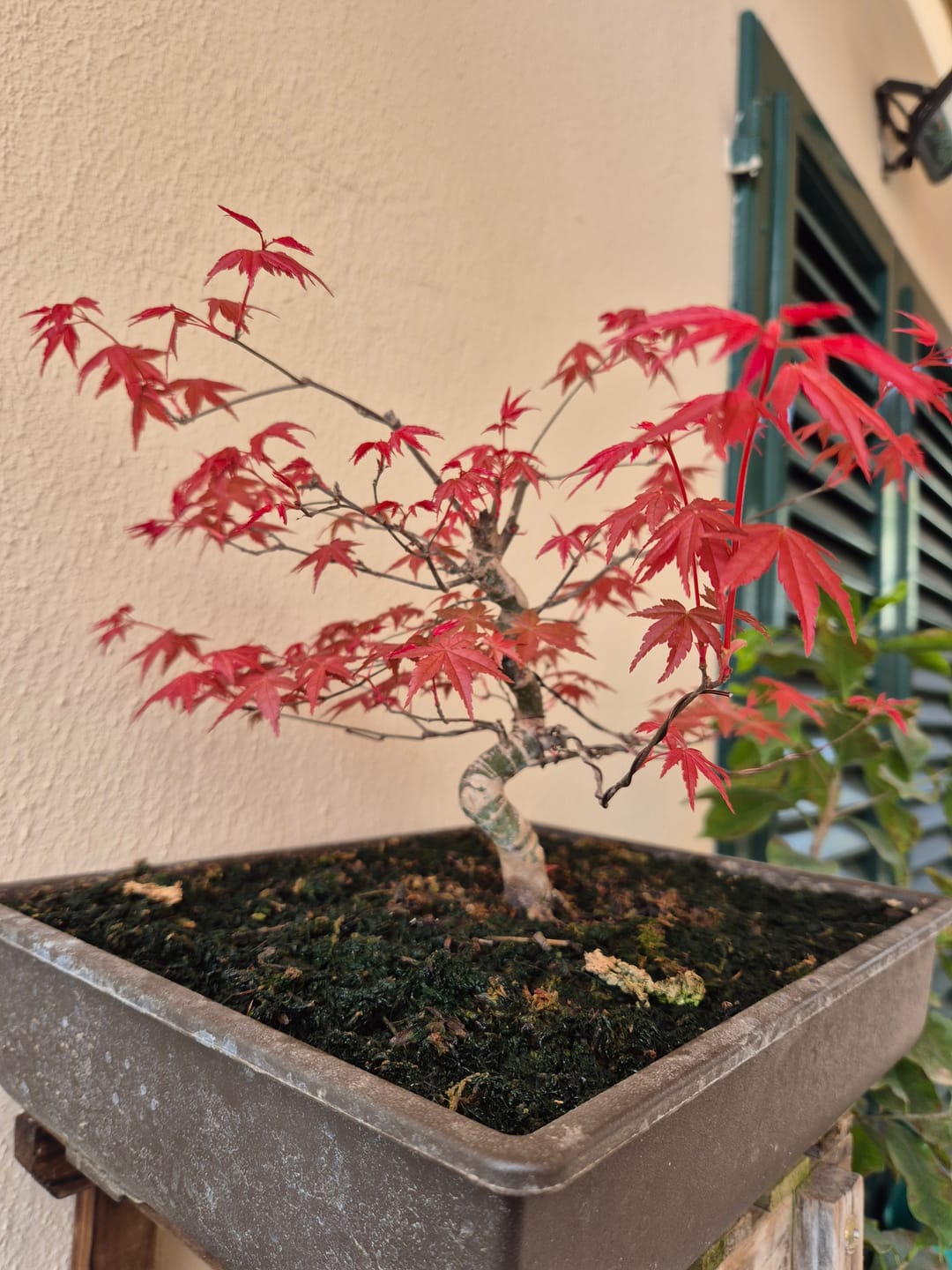 Customer photo review of FILO PER BONSAI PROFESSIONALE
